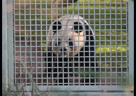 Reuters - Tian Tian (Cariño) y Yang Guang (Rayo de Sol), ambos de ocho años, recorrían sus recintos y comían bambú mientras los fotógrafos les tomaban instantáneas antes de que se estrenaran con el público.
