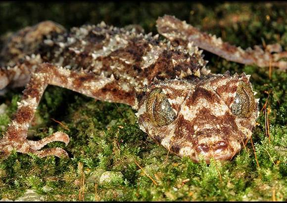 Foto Conrad Hoskin - Gecko cola de hoja (Saltuarius eximius) tiene una cola ancha parte de su camuflaje natural. Hallado al nordeste de Australia.
