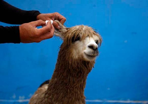 Reuters - Como si fuera un surfista, Domingo Pianezzi le pone tapones en los o�dos a su alpaca.
