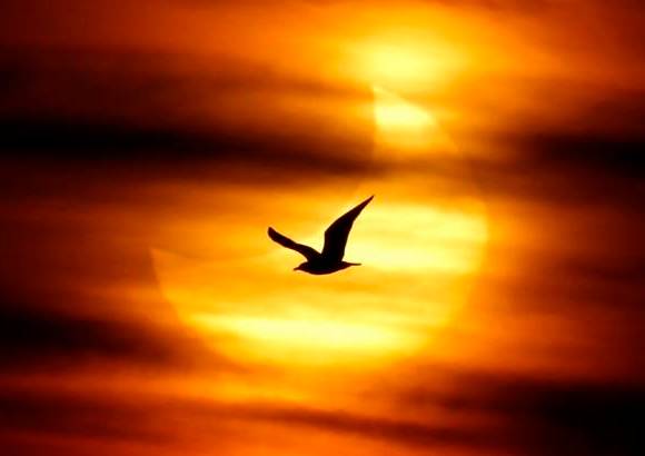 Reuters - Mas raros a&#250;n son los eclipses solares totales como el que se pudo admirar el 11 de agosto de 1999 desde el Viejo Continente, donde no se repetir&#225; la experiencia hasta septiembre de 2081.