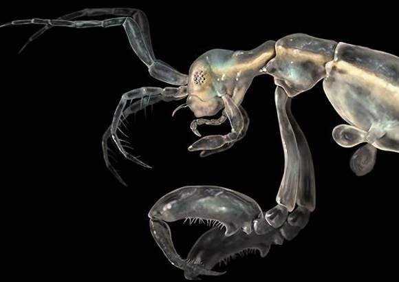 Foto SINC - Camar&#243;n esqueleto (Liropus minsuculus) hallado en Santa Catalina afuera de California, transparente, mide su cuerpo 3,3 mil&#237;metros.