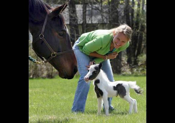 AP - El caballo m&#225;s peque&#241;o registrado en el libro Guinness de los r&#233;cords mundiales pes&#243; nueve libras, tres m&#225;s que Einstein.