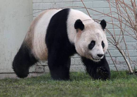 Reuters - Rayo de Sol es uno de los panda que hoy se roban las miradas del mundo.