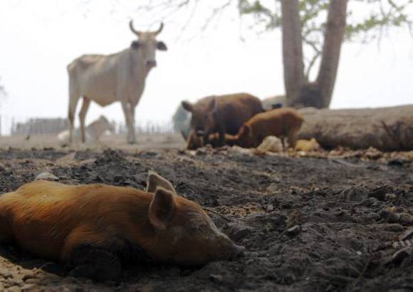 Foto: Luisa Gonz&#225;lez - Colprensa - Un estudio a profundidad en la regi&#243;n de la Orinoqu&#237;a realizado por el Igac, revel&#243; las causas que explicar&#237;an la tragedia ambiental en el departamento del Casanare.