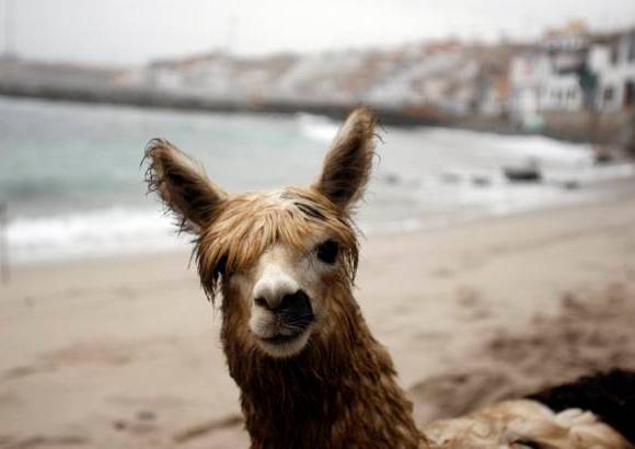 Reuters - La alpaca Pisco es un animal domesticado de la cordillera de los Andes.