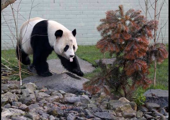 Reuters - La llegada de la pareja de pandas estuvo antecedida de mucha emoción de la gente y la real Sociedad Zoológica de Escocia auguró que habrá gran demanda para verlos.