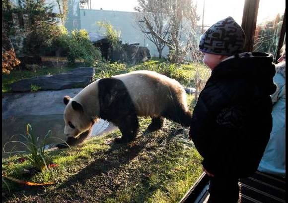 Reuters - La anterior panda gigante que tuvo Gran Bretaña, Ming Ming, vivió hasta 1994 en el Zoológico de Londres y después fue regresada a China.
