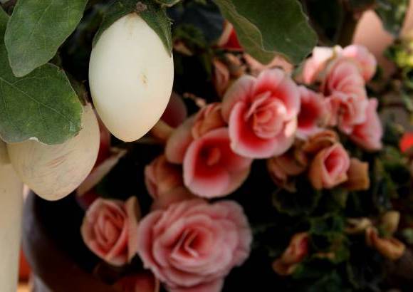 Donaldo Zuluaga - El Museo Vivo de Las Flores tiene 170 especies cultivadas, que muestran lo mejor de las flores antioque&#241;as.