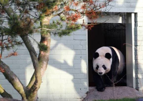 Reuters - Las autoridades del zoológico dijeron han reclutado un equipo de 14 asistentes para que éstos sean los guías de las multitudes que deseen visitar el nuevo espacio de los pandas en el zoológico.