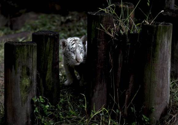 AP - Los tigres blancos son muy raros de encontrar en la naturaleza y los pocos que existen viven en reservas y zool&#243;gicos.