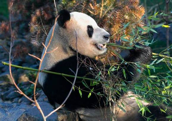 Reuters - Los primeros pandas gigantes que viven en Gran Bretaña en casi dos décadas fueron presentados por primera vez en el Zoológico de Edimburgo, en Escocia.