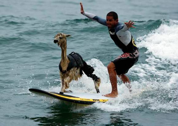 Reuters - Domingo Pianezzi surfea con su alpaca.