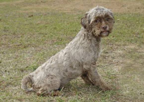 Petfinder - La p&#225;gina web Petfinder, que busca due&#241;os para animales abandonados, lo describe como una mascota que no ha tenido mucho contacto con la gente.