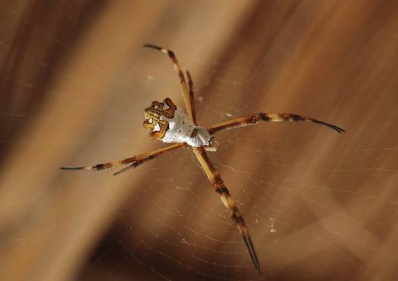 Cortes&#237;a - El hallazgo de la caverna ocurri&#243; hace seis a&#241;os, por casualidad, y desde hace cuatro a&#241;os se puede disfrutar como un destino inolvidable.