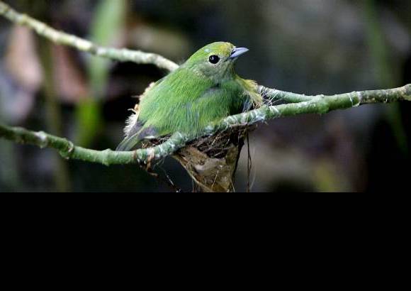 Foto Julio C&#233;sar Herrera - Agua, selva, vegetaci&#243;n y aves, todo en un espacio natural.
