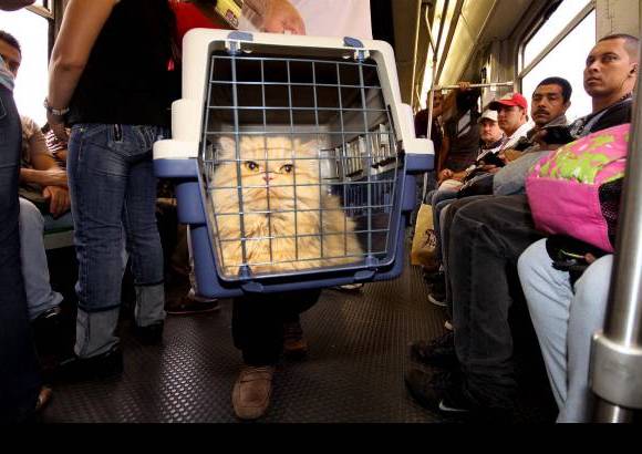 Manuel Saldarriaga - Los animales se deben transportar en un contenedor, guacal o jaula.
