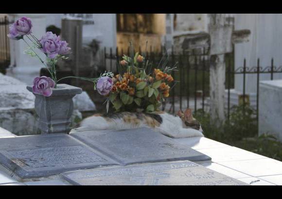 Mario Franco-Colprensa - El Cementerio Municipal de Mompox, Bol&#237;var, es un lugar fascinante que a lo largo de los a&#241;os ha tenido un apacible deterioro, en sus tumbas se pueden encontrar l&#225;pidas que datan del a&#241;o 1831. El descanso eterno de sus hu&#233;spedes es singularmente cuidado por gatos, felinos que se pasean por las tumbas en lo que parecieran rondas de estricta vigilancia.