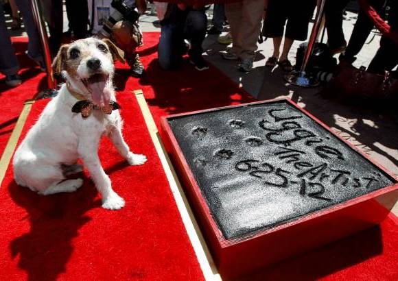 Reuters - El entrenador Von Muller anunci&#243; que &quot;Uggie se retirar&#225; oficialmente porque naci&#243; en 2002 y ya est&#225; muy anciano para resistir el rodaje de otra pel&#237;cula, adem&#225;s que sufre de una enfermedad neurol&#243;gica.&quot;
