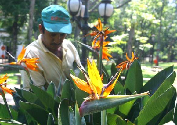 FOTO EL COLOMBIANO - El Jardín Botánico Joaquín Antonio Uribe es un espacio de encuentro natural en medio de la ciudad, ideal para el conocimiento, el descanso y la relajación. Declarado Patrimonio Cultural de Medellín, es uno de los más bellos sitios de Antioquia, el país y el mundo dedicados a la botánica.