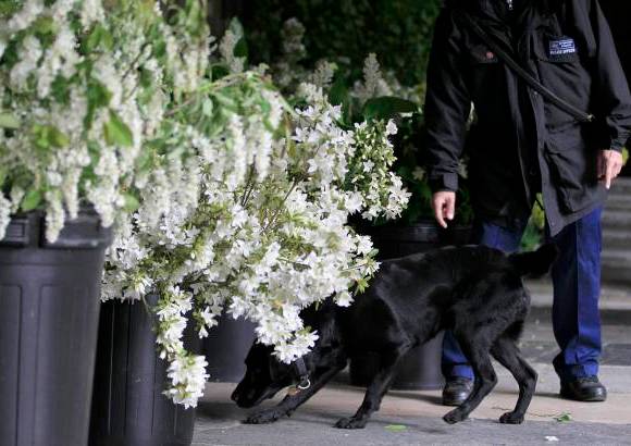 Reuters - En la decoraci&#243;n tambi&#233;n se ver&#225;n media docena de arces silvestres ingleses y dos carpes, un g&#233;nero de &#225;rbol emparentado con el avellano-.