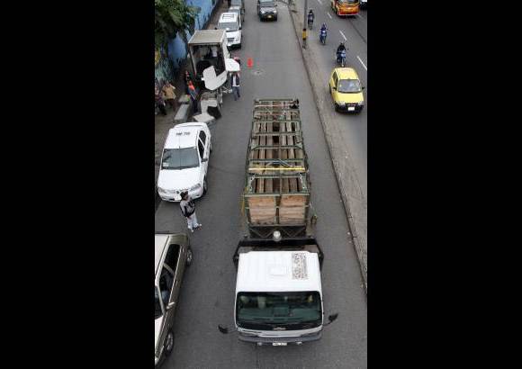 Manuel Saldarriaga - A su llegada a Nápoles, Vera será liberada, temporalmente, en una zona de manejo mientras se adapta.