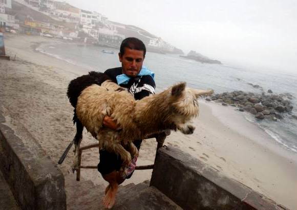 Reuters - Domingo Pianezzi ha convertido a su mascota en c�mplice de sus aventuras en el mar.