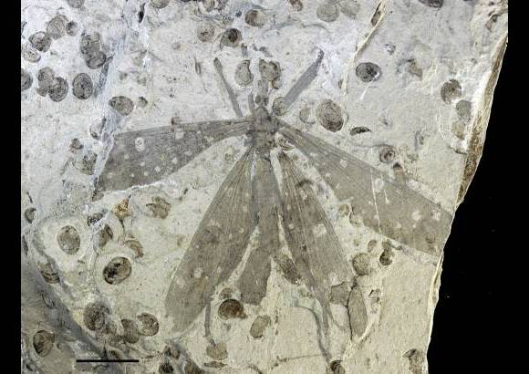 Wang, Labandeira, Shih, Ren - Lib&#233;lula del jur&#225;sico Juracimbrophlebia ginkgofolia que se mimetizaba en &#225;rboles de una especie parecida al ginkgo.