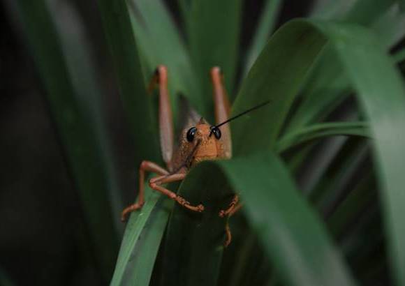 Cortes&#237;a - Antes de ingresar a la cueva y respetando las tradiciones, el Nohoch Mac, un sacerdote de descendencia maya, preside en medio de la selva un ritual de protecci&#243;n para quienes desean entrar.