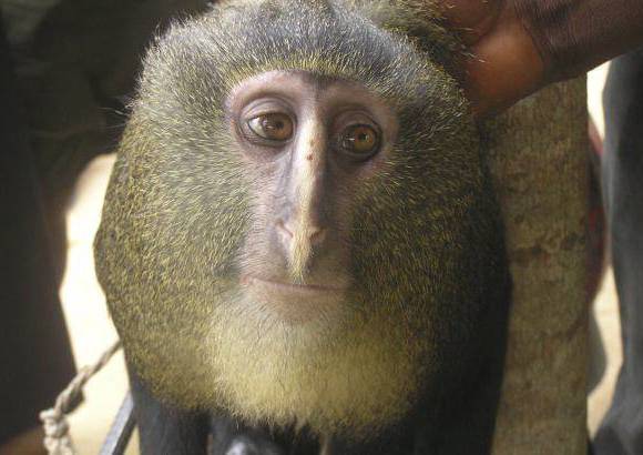 Maurice Emetshu - Mico lesula, C. lomamiensis de la Rep&#250;blica del Congo, con ojos casi humanos.