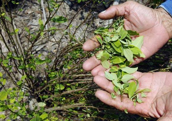 JAIME P&#201;REZ - La mata de coca de ahora es un injerto que produce cuatro veces al a&#241;o.