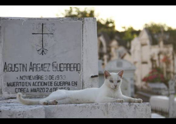 Mario Franco-Colprensa - El Cementerio Municipal de Mompox, Bol&#237;var, es un lugar fascinante que a lo largo de los a&#241;os ha tenido un apacible deterioro, en sus tumbas se pueden encontrar l&#225;pidas que datan del a&#241;o 1831. El descanso eterno de sus hu&#233;spedes es singularmente cuidado por gatos, felinos que se pasean por las tumbas en lo que parecieran rondas de estricta vigilancia.