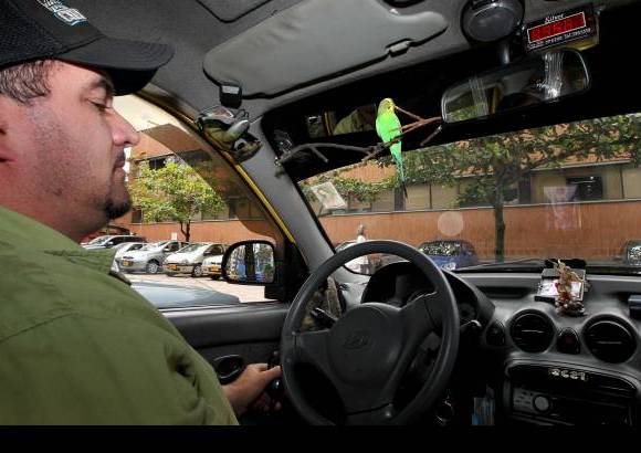 Jaime P&#233;rez - Juan Carlos siente miedo de que las autoridades se lo quiten porque piensen que es da&#241;ino para el animal estar dentro de un taxi o por un eventual choque, pero enfatiza que Ni&#241;o no le estorba en absoluto y tampoco lo retiene a la fuerza.