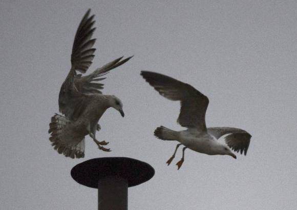 - Una gaviota persiguió a otra fuera de la chimenea en la parte superior de la Capilla Sixtina.