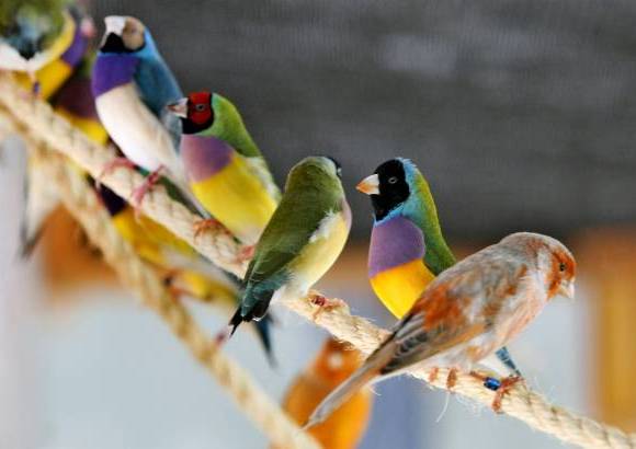 Juan Antonio S&#225;nchez - Las aves tambi&#233;n tienen un papel protag&#243;nico en esta muestra.