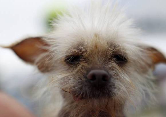 Reuters - Los caninos que participan en el concurso del perro m&#225;s feo del mundo, deben demostrarle al p&#250;blico y al jurado por qu&#233; son &#250;nicos.