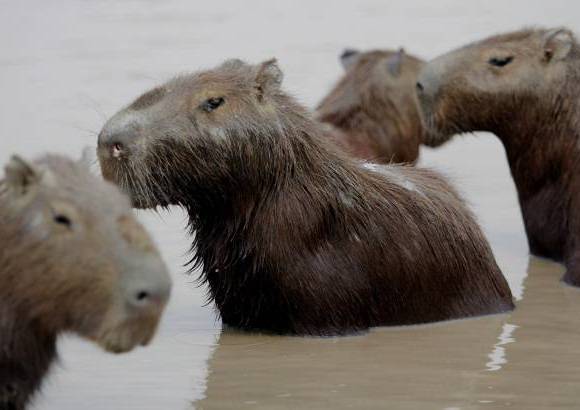 Foto: Luisa Gonz&#225;lez - Colprensa - La sequ&#237;a en el Casanare ha cobrado la vida de m&#225;s de 20 animales de diferentes especies como chig&#252;iros, tortugas, reces, babillas y caimanes y otras en v&#237;as de extinci&#243;n.