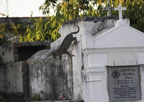 Mario Franco-Colprensa - El Cementerio Municipal de Mompox, Bol&#237;var, es un lugar fascinante que a lo largo de los a&#241;os ha tenido un apacible deterioro, en sus tumbas se pueden encontrar l&#225;pidas que datan del a&#241;o 1831. El descanso eterno de sus hu&#233;spedes es singularmente cuidado por gatos, felinos que se pasean por las tumbas en lo que parecieran rondas de estricta vigilancia.
