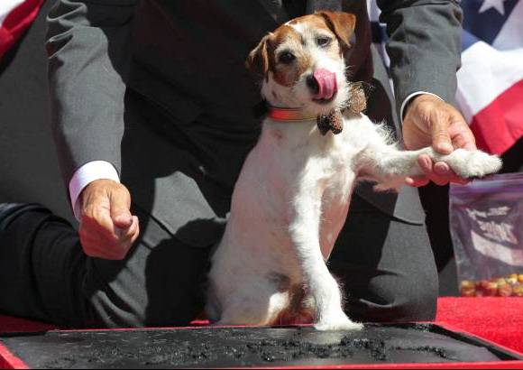Reuters - Uggie ya hab&#237;a recibido en 2011 el premio Palma de Perro en el Festival Internacional de Cine de Cannes.