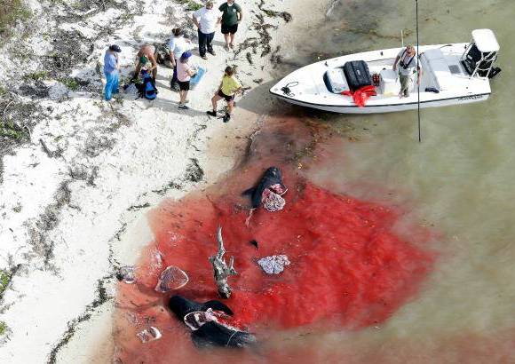 AP - All&#237;, los especialistas tuvieron ya que sacrificar a cuatro y otras seis fueron halladas muertas, informaron las autoridades.