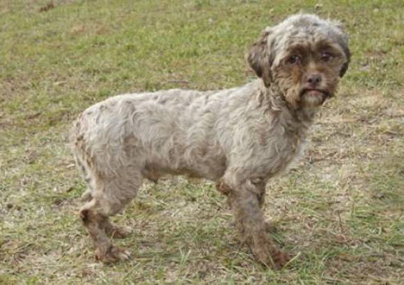 Petfinder - El can que se ofrece en adopci&#243;n, tiene el rostro similar al de una persona.