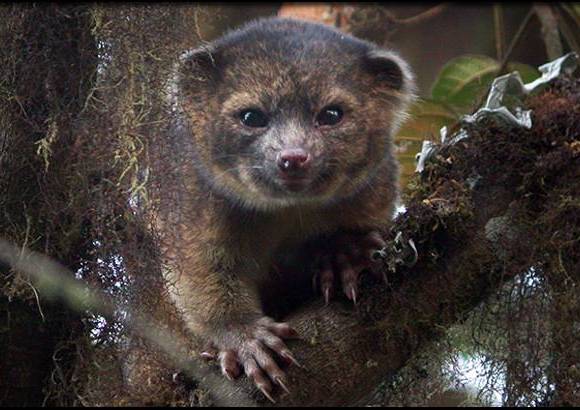 Foto Mark Gurney - International Institute for Species Exploration defini&#243; las 10 especies halladas en 2013. Olinguito (Bassaricyon neblina), habitante de Colombia y Ecuador, se halla en Antioquia. Un mam&#237;fero carn&#237;voro.