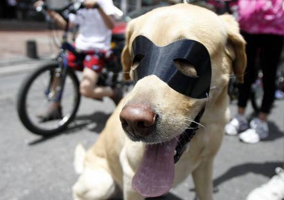 Colprensa - Algunos asistentes llevaron a sus mascotas a la marcha.
