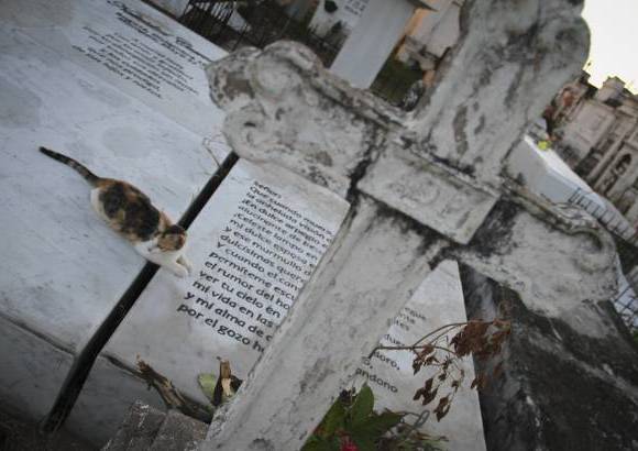 Mario Franco-Colprensa - El Cementerio Municipal de Mompox, Bol&#237;var, es un lugar fascinante que a lo largo de los a&#241;os ha tenido un apacible deterioro, en sus tumbas se pueden encontrar l&#225;pidas que datan del a&#241;o 1831. El descanso eterno de sus hu&#233;spedes es singularmente cuidado por gatos, felinos que se pasean por las tumbas en lo que parecieran rondas de estricta vigilancia.