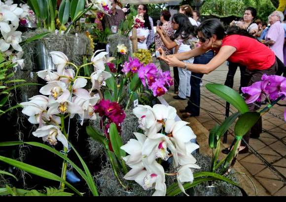 Juan Antonio S&#225;nchez - Orqu&#237;deas, p&#225;jaros y flores se extender&#225; hasta el 7 de agosto.