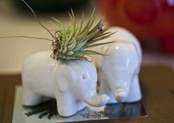 Habibi Plantitas - Los elefantes son portadores de buena suerte y abundancia.