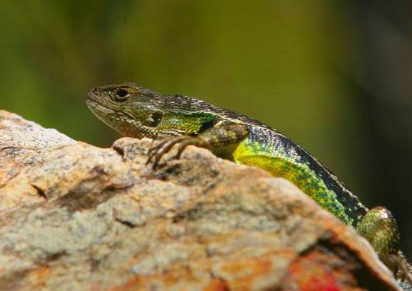 JULIO CESAR HERRERA Y DONALDO ZULUAGA - Colombia es pa&#237;s privilegiado en fauna y flora. En la biodiversidad hay oportunidades de desarrollo que son aprovechadas por quienes aman la naturaleza.