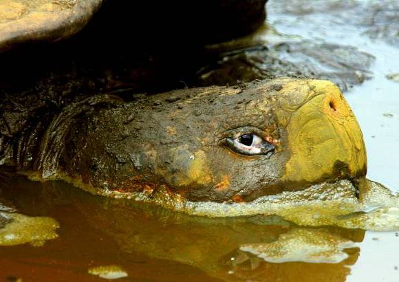 JULIO CESAR HERRERA Y DONALDO ZULUAGA - Colombia es pa&#237;s privilegiado en fauna y flora. En la biodiversidad hay oportunidades de desarrollo que son aprovechadas por quienes aman la naturaleza.