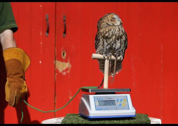 Reuters - Alberta, un buho hembra caf&#233;, posa en una escala durante una sesi&#243;n fotogr&#225;fica del zool&#243;gico de Londres para dar a conocer las medidas de todos los animales que viven all&#237;.