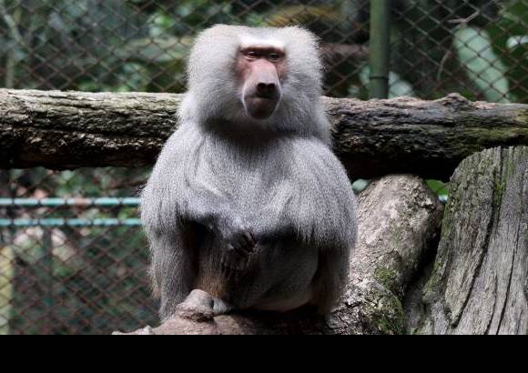 Donaldo Zuluaga - El zool&#243;gico est&#225; dividido en varios sitios de inter&#233;s: el aviario, el mariposario, el vivario y la Casa Museo Santa Fe.