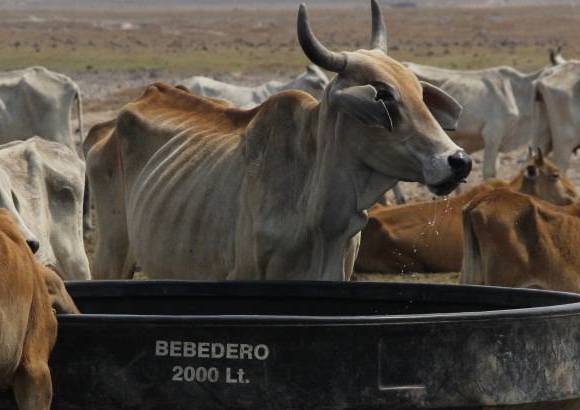 Foto: Luisa Gonz&#225;lez - Colprensa - El documento habla de ganader&#237;a intensiva que compacta los suelos y obstruye la capacidad de infiltraci&#243;n de aguas lluvias y escorrent&#237;a.